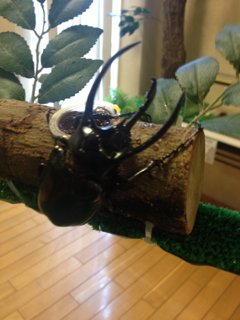 image-20130711215203.png